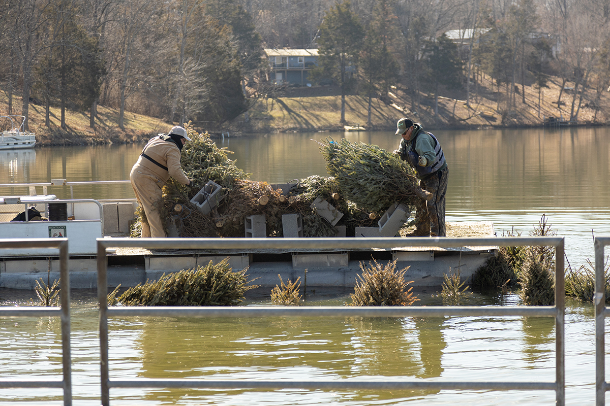 trees being dropped into lake