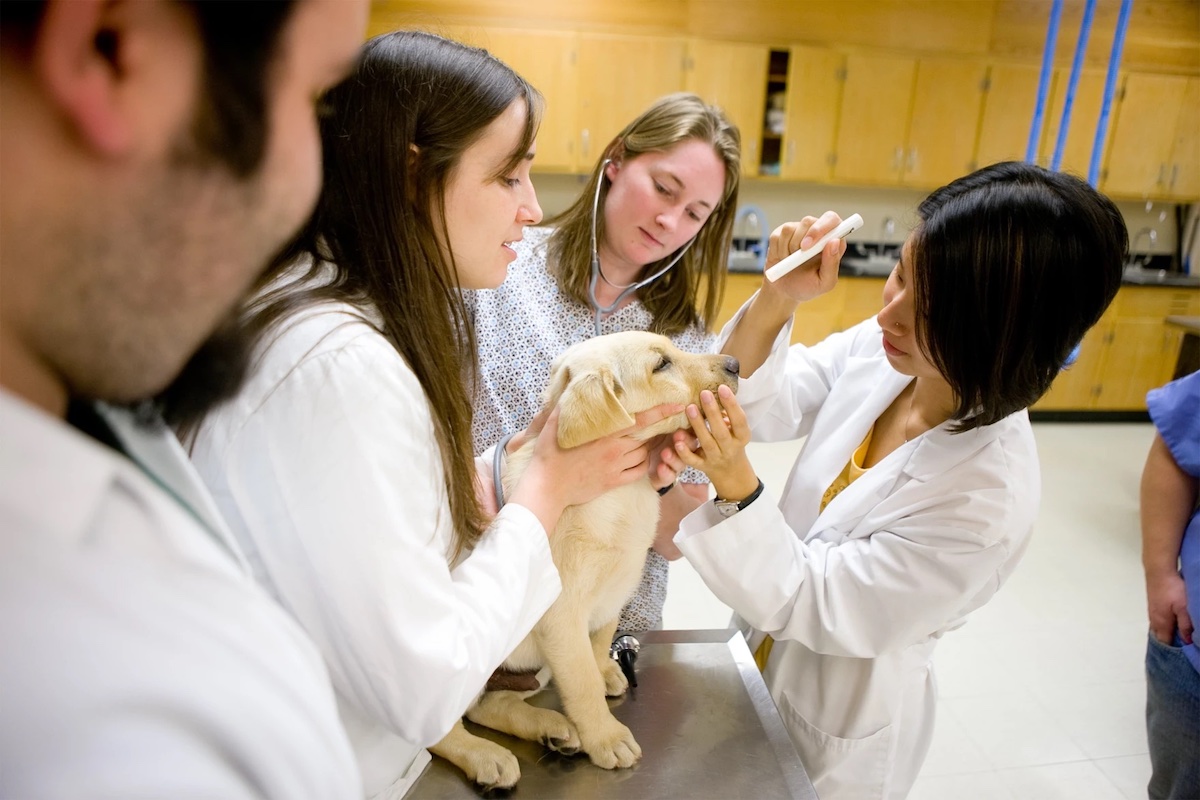 Murray State University currently offers bachelor's degrees in pre-veterinary medicine and veterinary technology. (MSU photo)