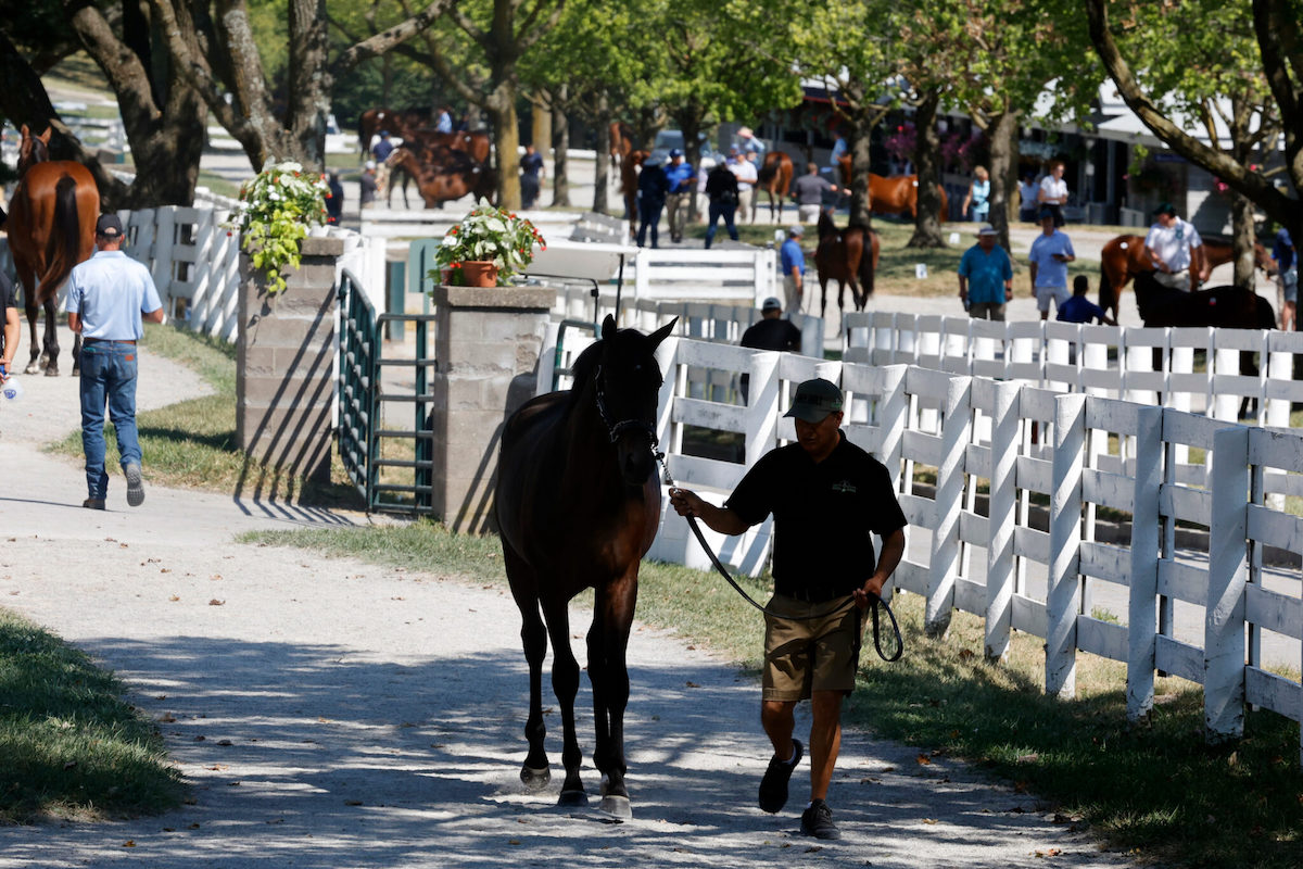 Scenics, 2024 Keeneland September Yearling Sale