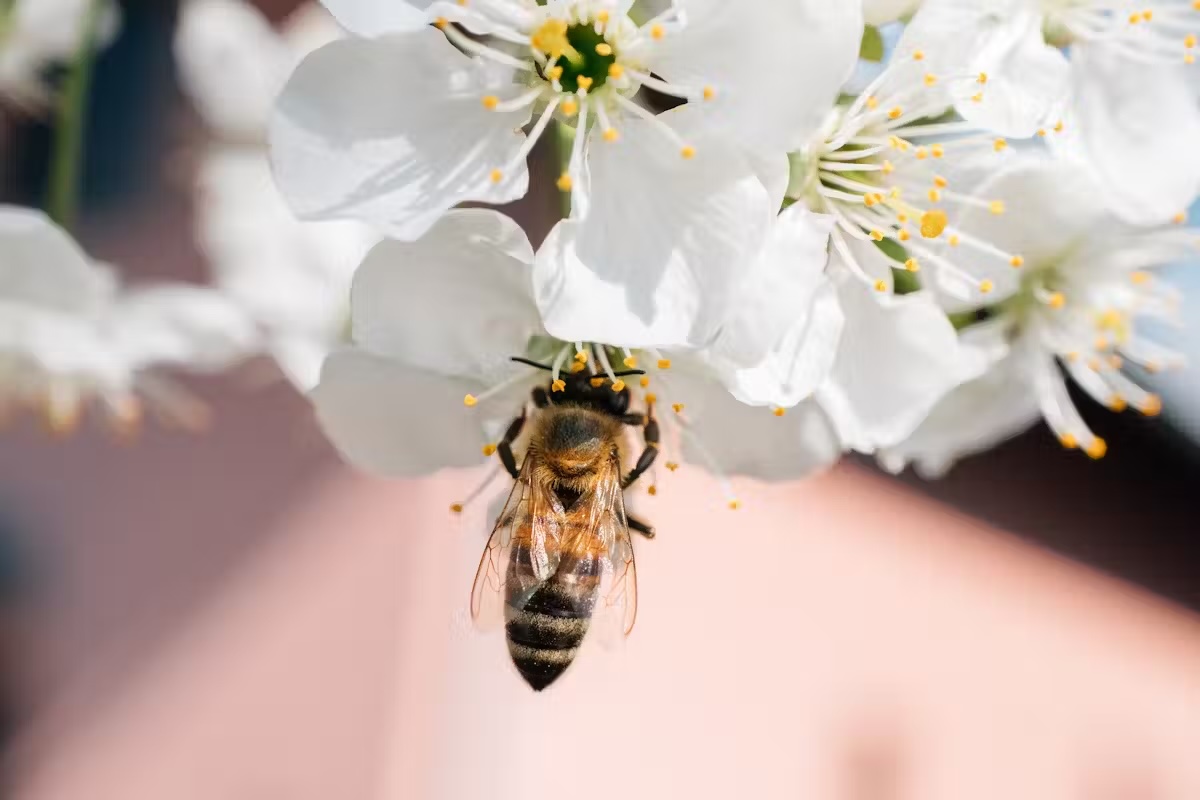 A bee enjoys pollen from a cherry blossom. Pollen is a primary source of protein for bees. Ivan Radic/Flickr, CC BY