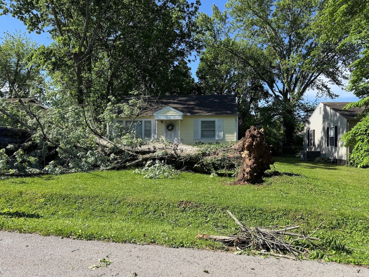 High winds late Friday, May 16, 2025, pulled this large tree from its roots on Dell Drive. (Hoptown Chronicle photo by Jennifer P. Brown)