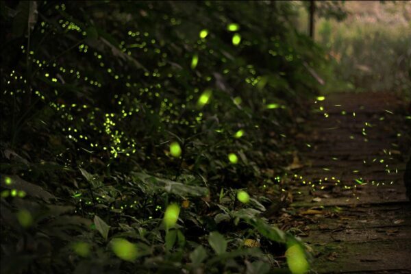 lightning bugs
