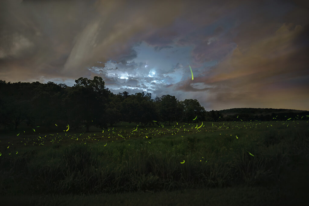 fireflies at night