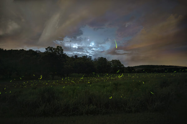 fireflies