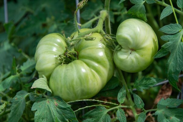 Green tomatoes