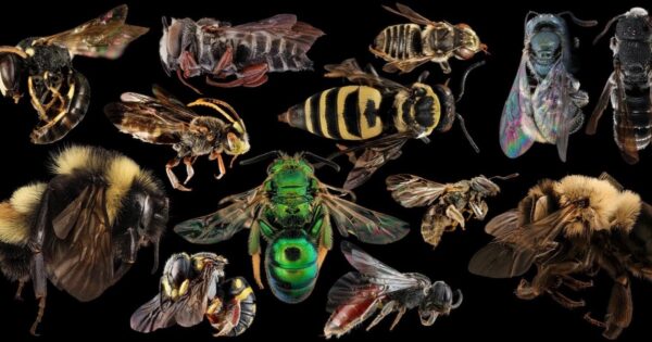 kentucky bees