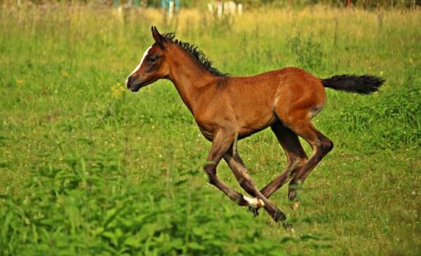 thoroughbred foal
