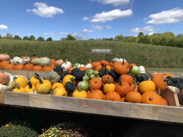 pumpkins on cart
