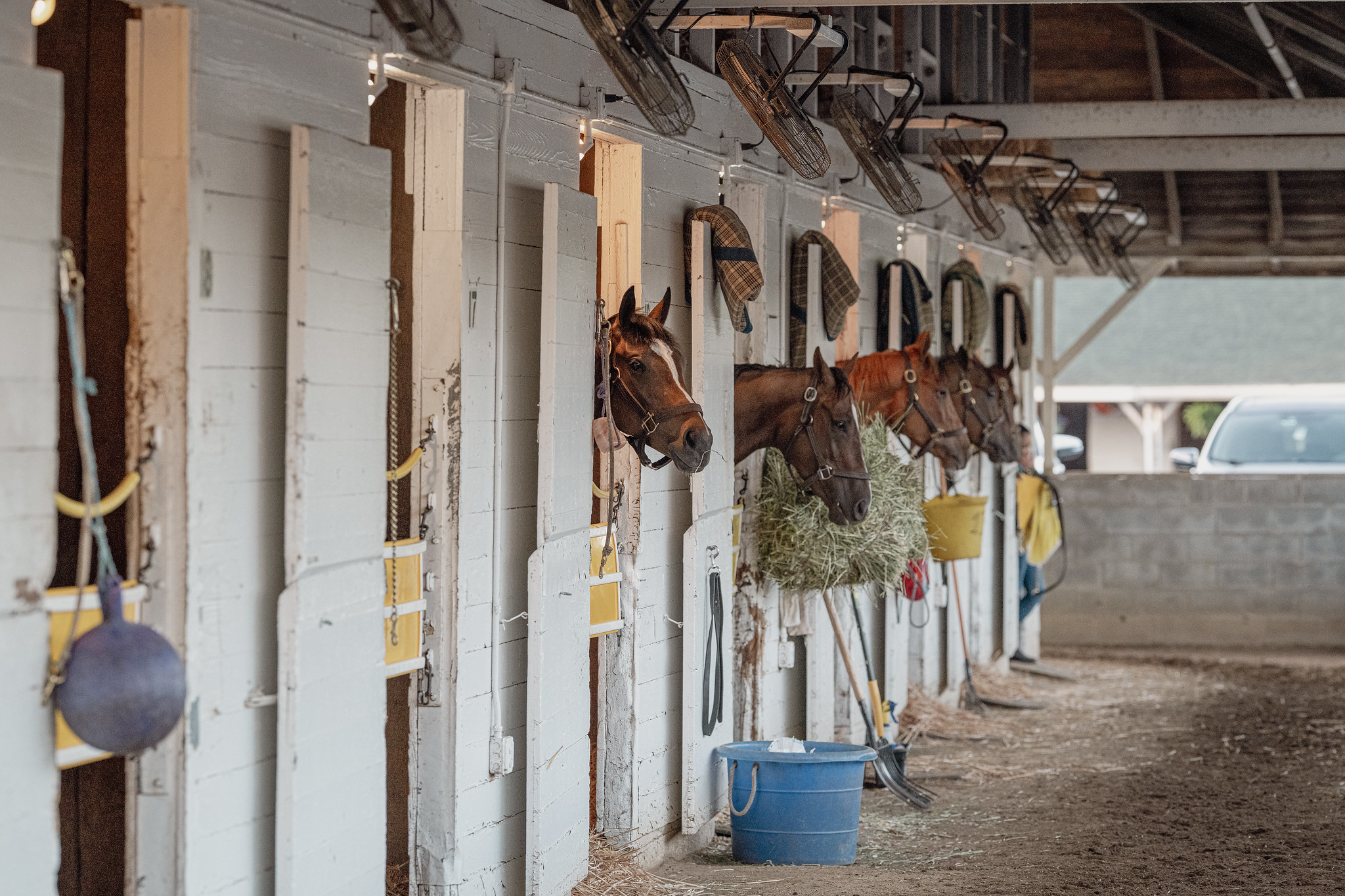 horses in stable