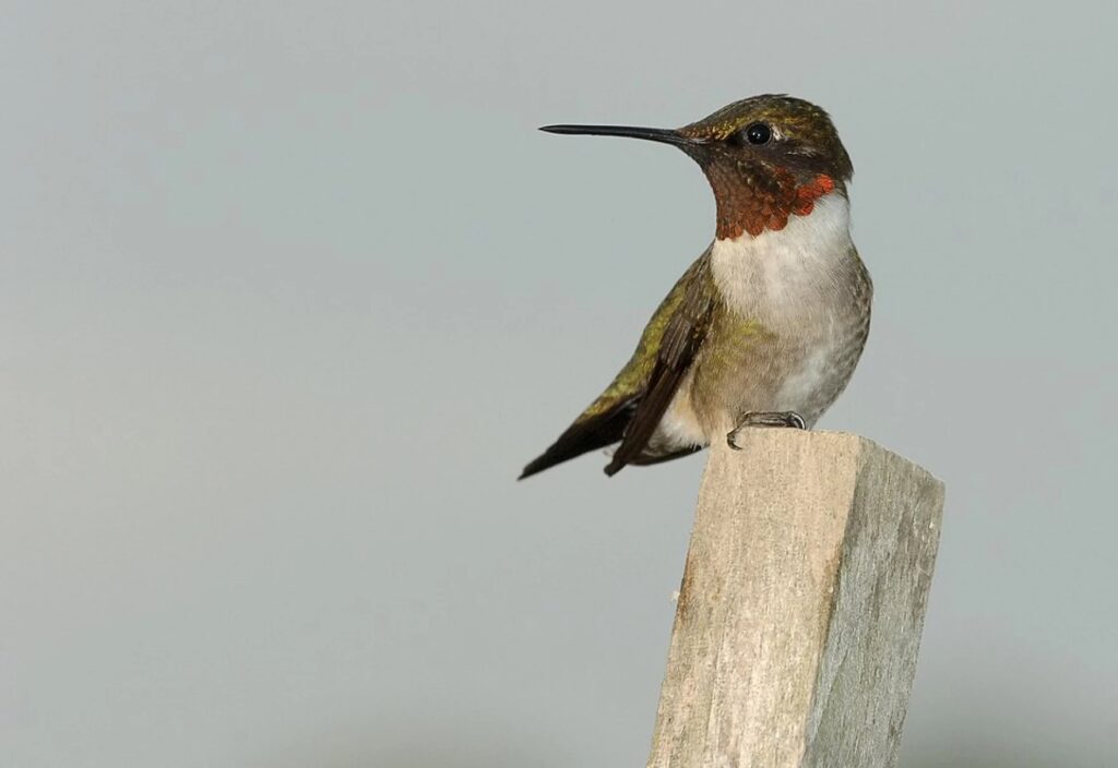 hummingbird on perch