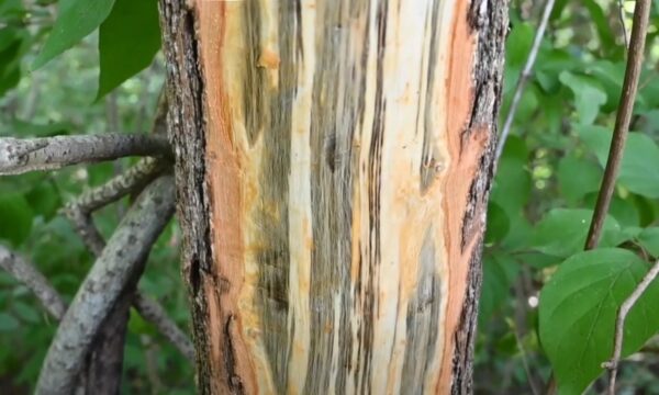 Sassafras tree with Laurel Wilt disease