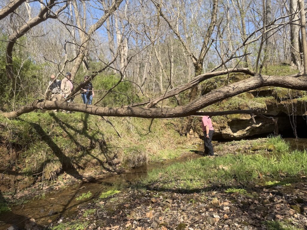 people standing behind fallen tree and creek