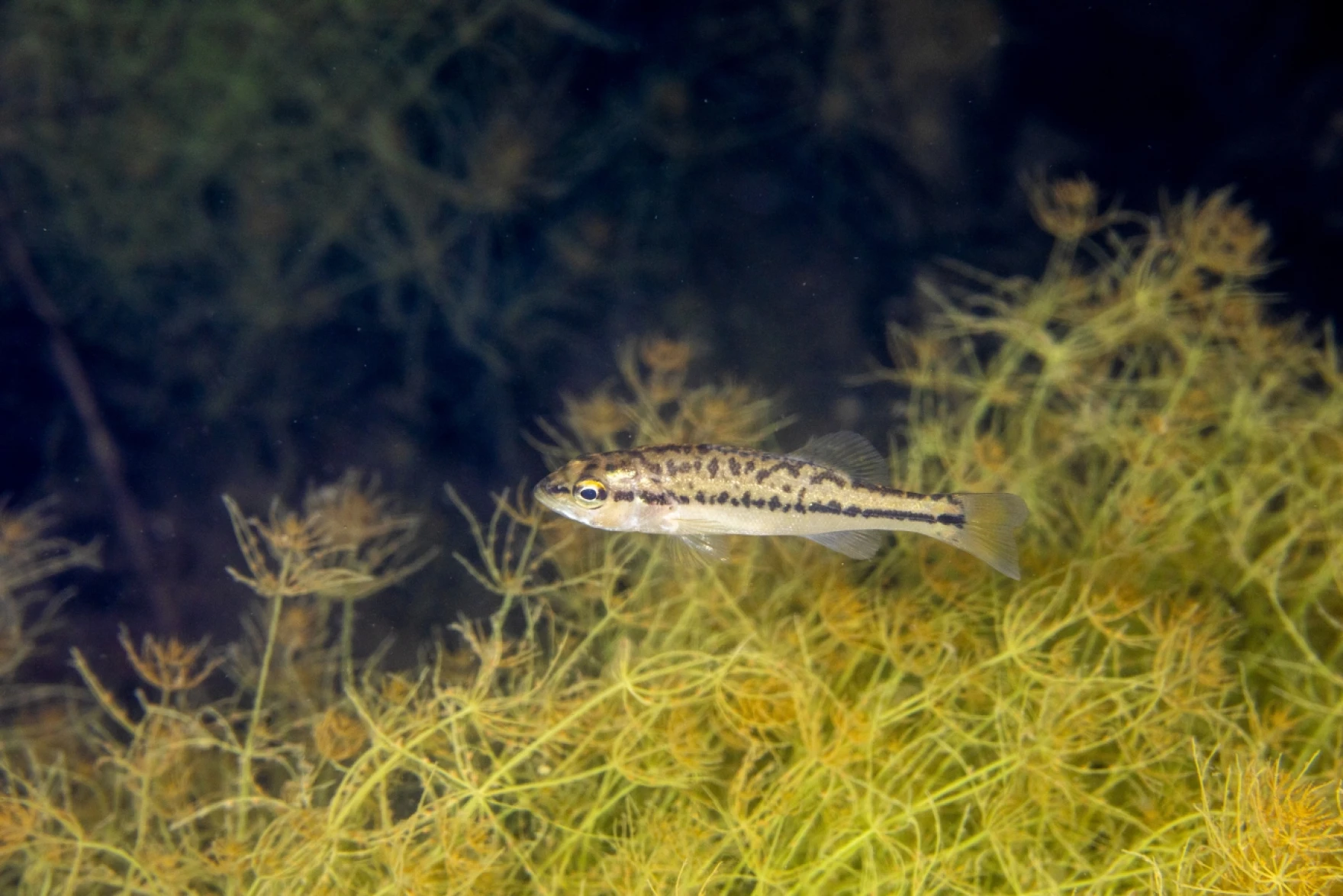 young Largemouth bass