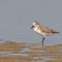 spoon-billed sandpiper