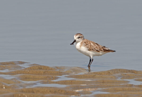 spoon-billed sandpiper