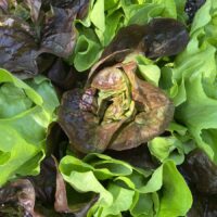 lettuce