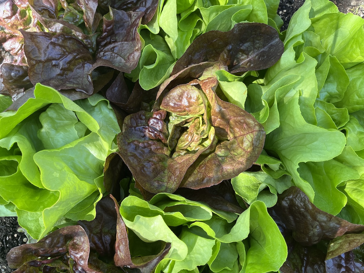 lettuce