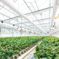 cannabis greenhouse