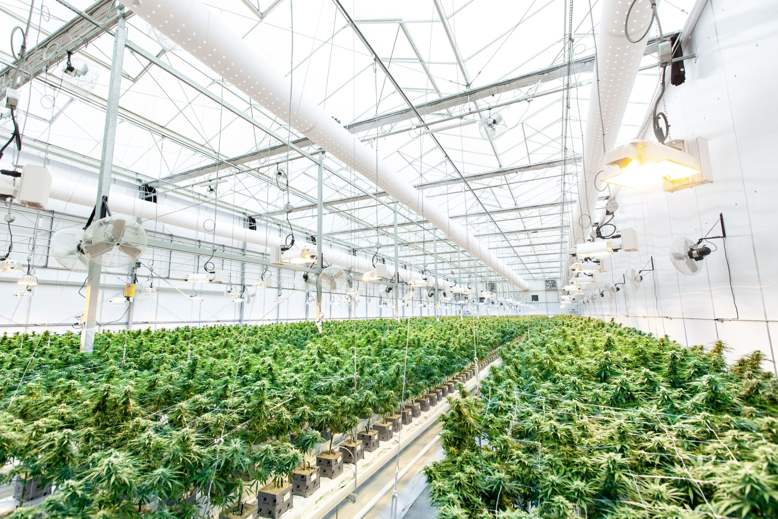 cannabis greenhouse