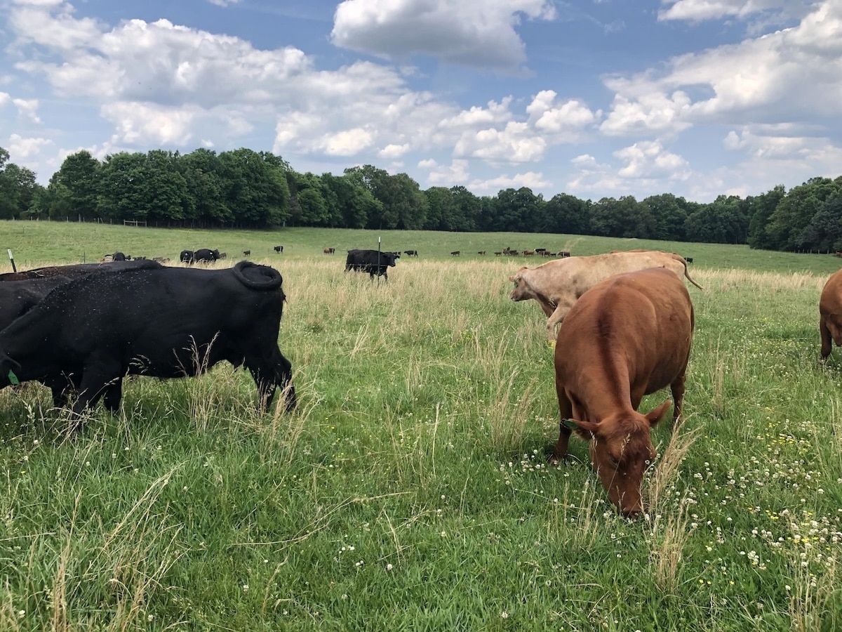 Kentucky farmers and cattlemen decry Trump beef import plan