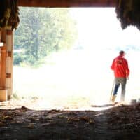 man in tobacco barn