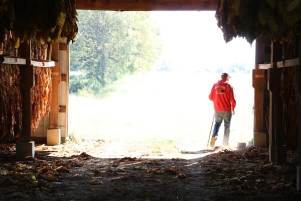 man in tobacco barn