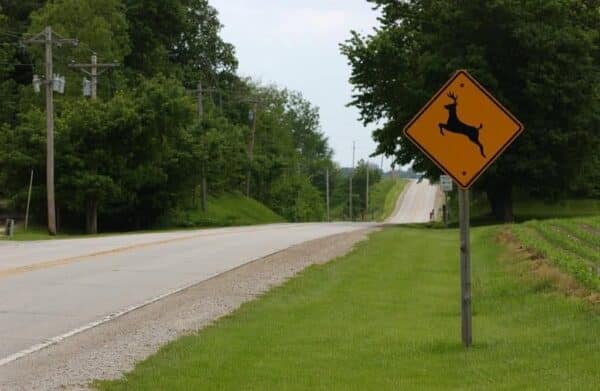 deer cross