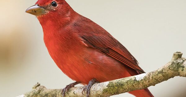 Male summer tanager