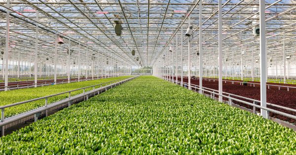 Rows of plants are shown inside AppHarvest’s Berea Farm facility (AppHarvest photo)