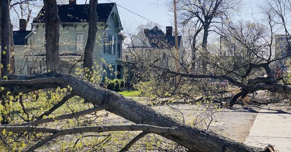 Downed trees block East 16th Street the morning after a severe thunderstorm on Friday, March 31. (Hoptown Chronicle photo by Jennifer P. Brown)