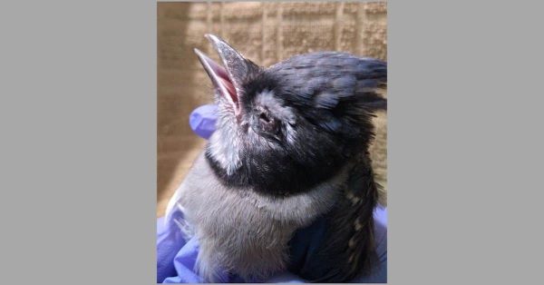 A blue jay affected by an unidentified illness killing songbirds in Kentucky and several other states. (Kentucky Department of Fish and Wildlife photo)