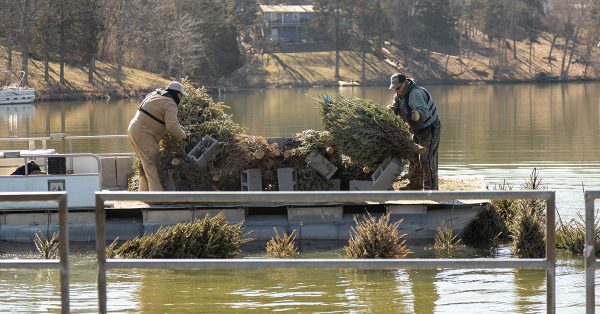 trees being dropped into lake