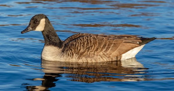 goose in water