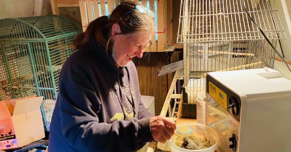 Lynn Hazelrigg feeds a baby bird on Tuesday, May 2, 2023, at her Christian County farm, where she runs Hidden Springs Sanctuary on a volunteer basis. (Hoptown Chronicle photo by Jennifer P. Brown)