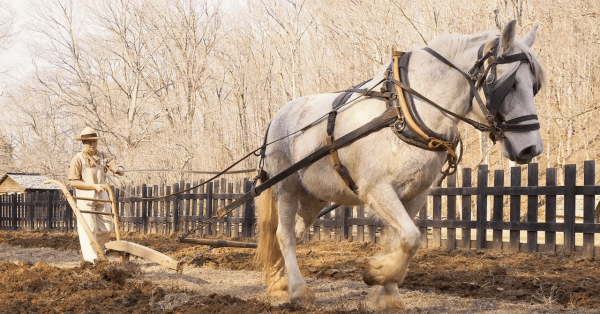 percheron horse and historical enactor
