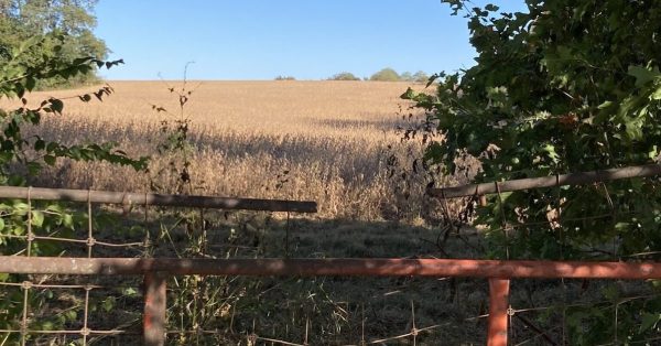 Farmland in Jessamine County. (Kentucky Lantern photo by Jamie Lucke)