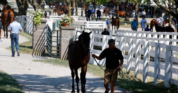 Scenics, 2024 Keeneland September Yearling Sale