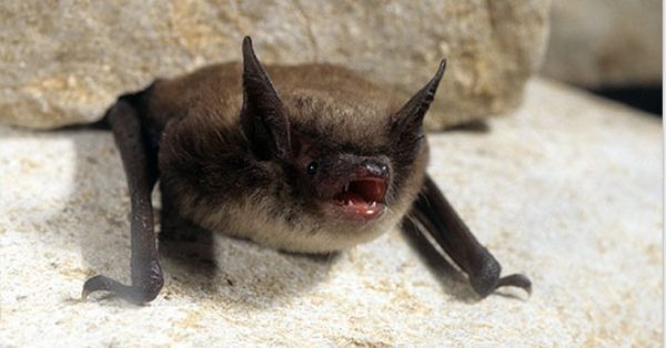 Little brown bat. (Photo by John MacGregor, Kentucky Department Of Fish And Wildlife Resources)