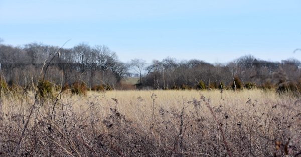 Hall’s Prairie in Logan County. (Photo courtesy University of Kentucky)