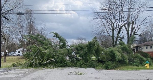 A tree that has just fallen across Nelson Drive near Morningside Drive on the afternoon of March 3, 2023, blocks the street. (Hoptown Chronicle photo by Jennifer P. Brown)