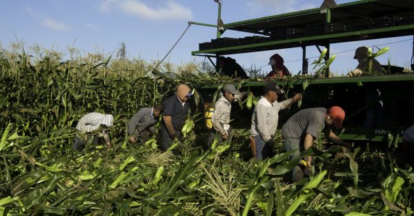 Migrant farm workers in field