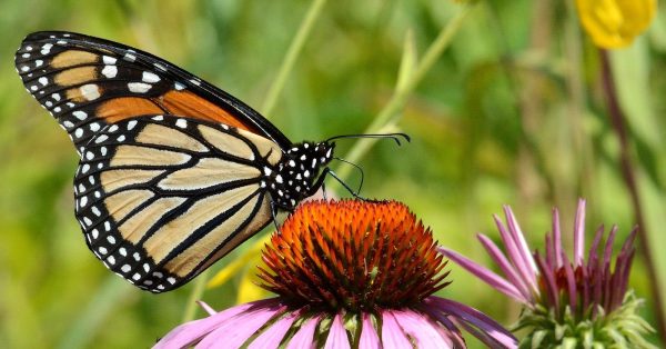 A monarch butterfly on a purple coneflower at Michigan’s Malan Waterfowl Production Area. (Photo by Jim Hudgins, USFWS, public domain)