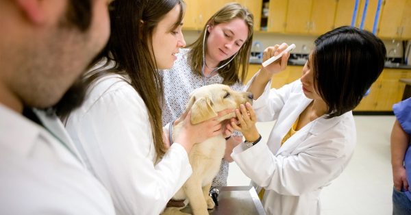 Murray State University currently offers bachelor's degrees in pre-veterinary medicine and veterinary technology. (MSU photo)