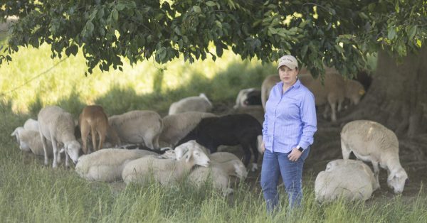 Sarah Jones poses with a flock of her sheep at Red Hill Farms which straddles the Tennessee state line in Allen County, Kentucky, on June 2, 2023. (Kentucky Lantern photo by Austin Anthony)