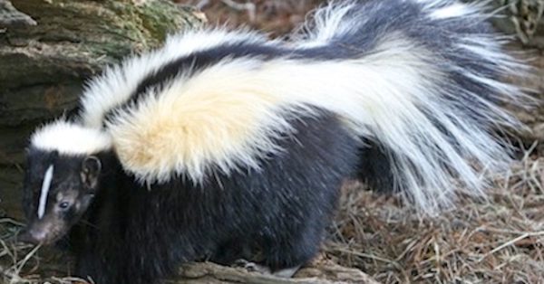 Striped skunk