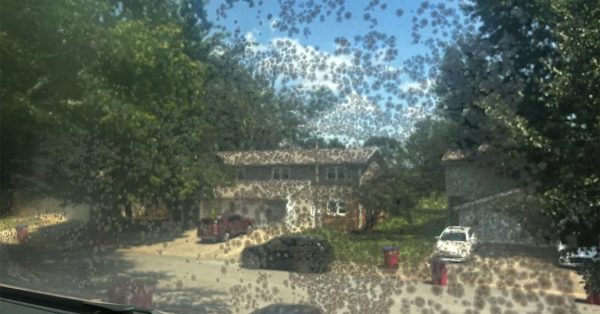 mold on a window