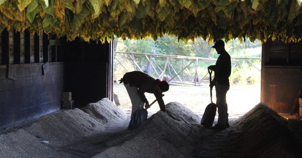 Two men get ready to light fires in one of Terry Orr’s tobacco barns. (Murray Sentinel photo by Jessica Paine)