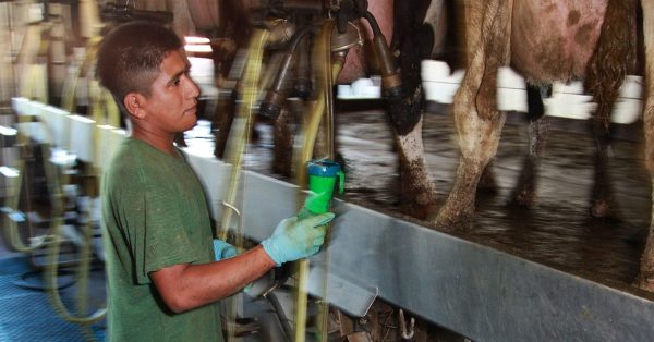 Youth-farming_milking-cows