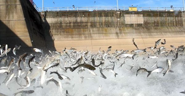 Asian carp at Barkley Dam in Western Kentucky. (U.S. Department of Agriculture photo)