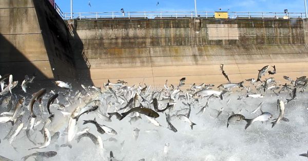 Asian carp at Barkley Dam in Western Kentucky. (U.S. Department of Agriculture photo)